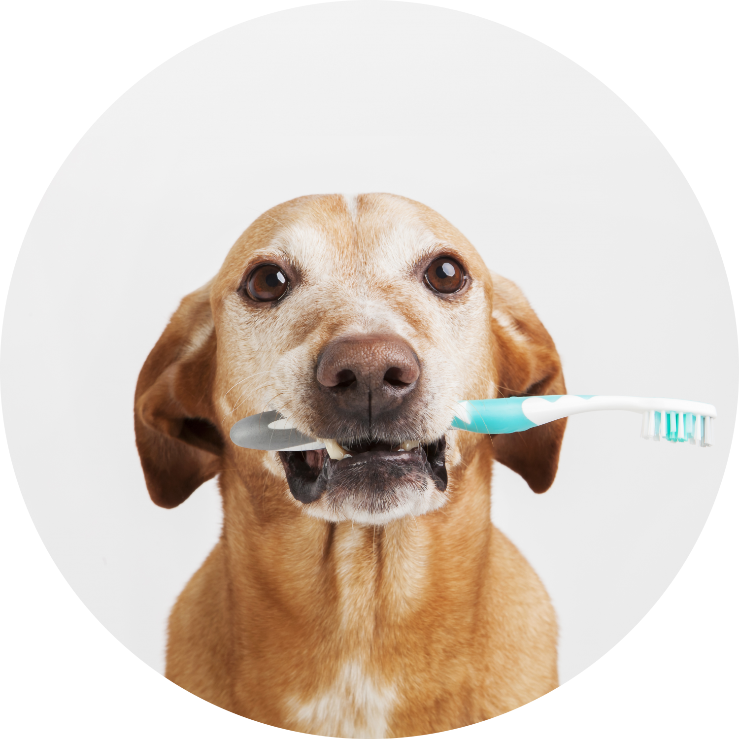 dog with toothbrush